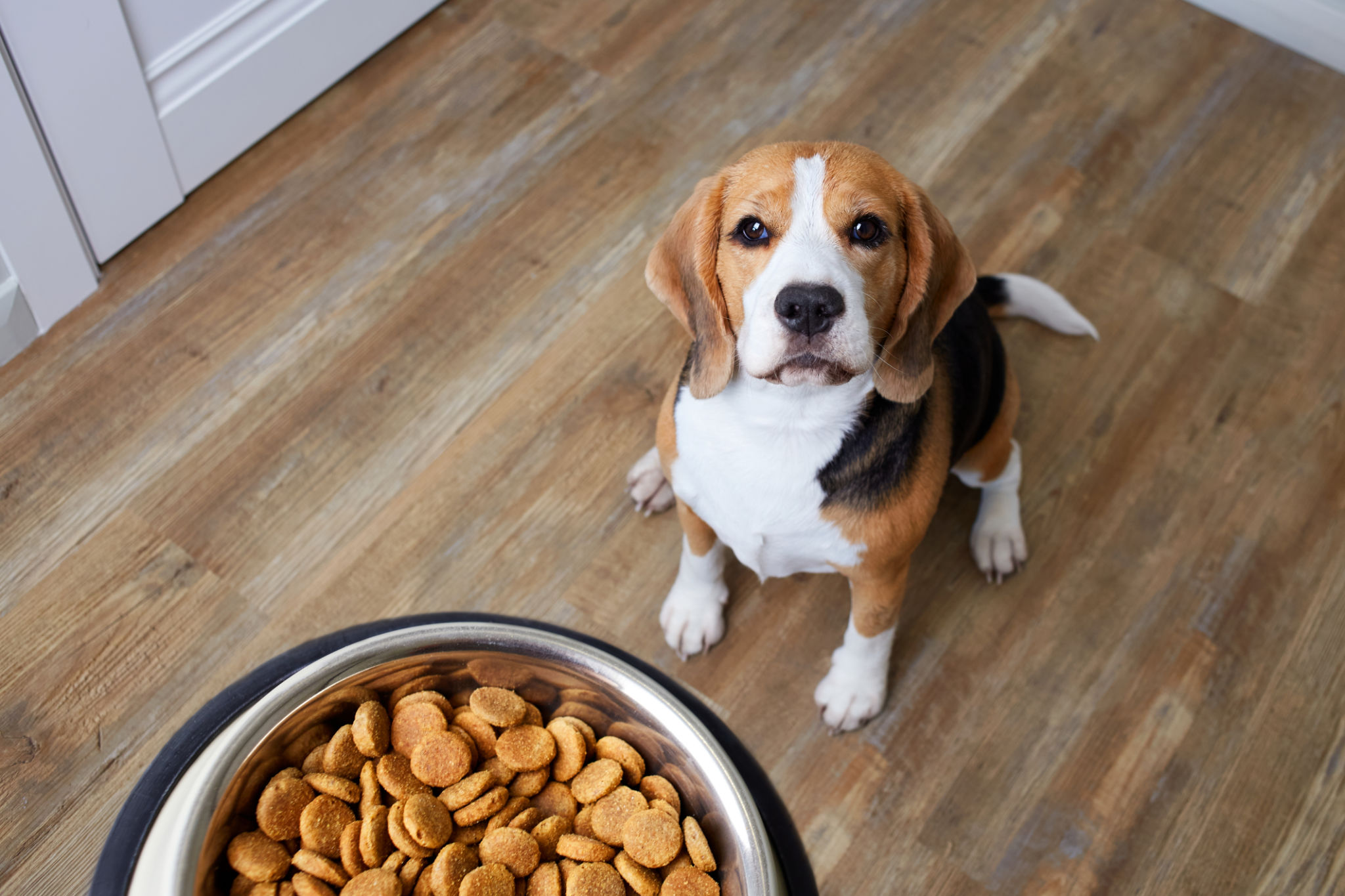 pet food