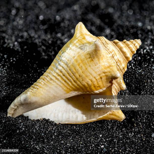 close-up of seashell on table,odessa,odesskaya,ukraine - cockle shell stock pictures, royalty-free photos & images