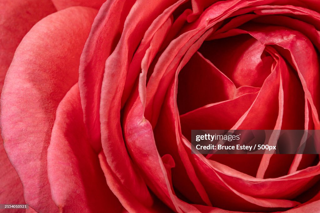 Close-up of rose,Mesa,Arizona,United States,USA
