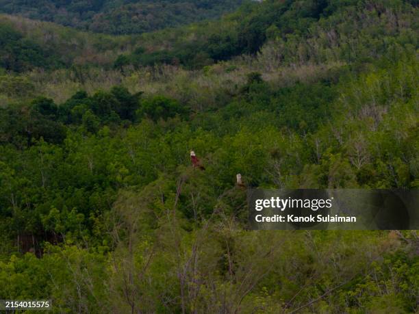 falcon birds perching on pine tree - falcon feather pattern fotografías e imágenes de stock