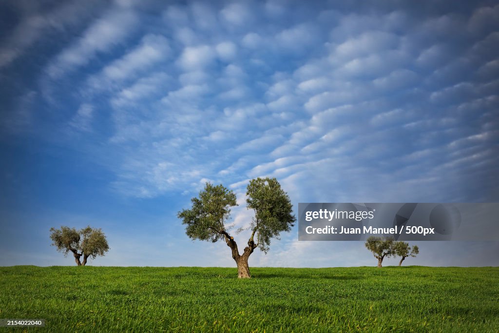 Trees on field against sky