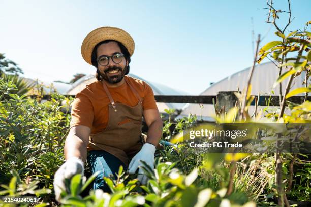 porträt eines reifen mannes, der im gewächshaus arbeitet - landwirtschaftliche tätigkeit stock-fotos und bilder