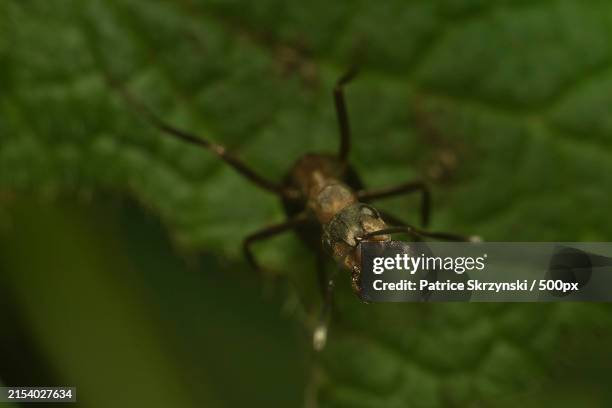 256 Pest Doctor Stock Photos, High-Res Pictures, and Images - Getty Images