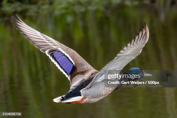close-up of duck flying over lake - mallard duck flying stock pictures, royalty-free photos & images