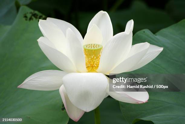 close-up of white flower - fiore di loto foto e immagini stock