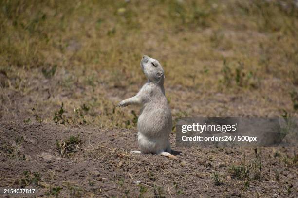 side view of squirrel sitting on field,south dakota,united states,usa - the dakotas stock pictures, royalty-free photos & images