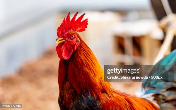 close-up of rooster,bengaluru,karnataka,india - rooster stock pictures, royalty-free photos & images