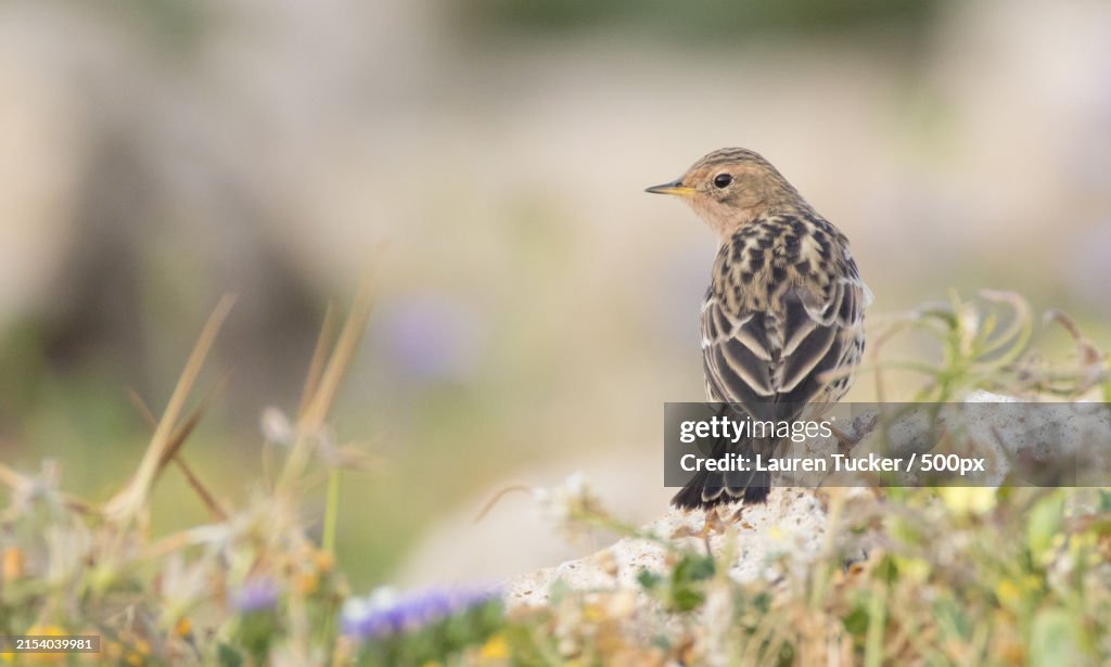 Close-up of songbird perching on field