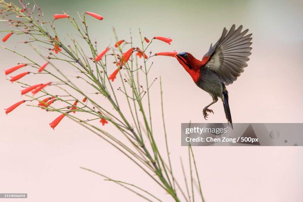 Close-up of songbird flying over plants against sky,Singapore