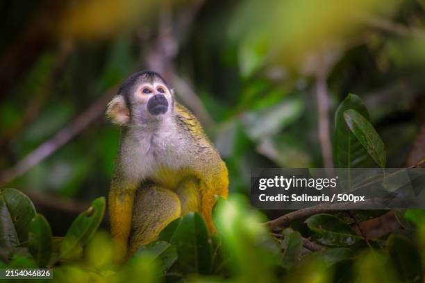 close-up of squirrel monkey on plant - squirrel monkeys stock pictures, royalty-free photos & images