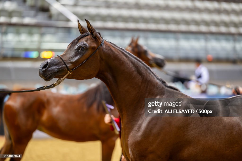 Side view of thoroughbred arabian horse standing at ranch