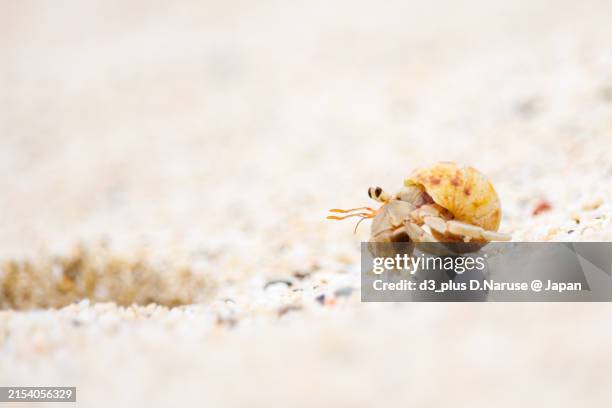 the beautiful terrestrial hermit crab (natural monument) in beautiful white beach.at aka island, kerama islands, shimajiri-gun, okinawa, japan.photographed on april 29, 2021. - hermit crab stock pictures, royalty-free photos & images