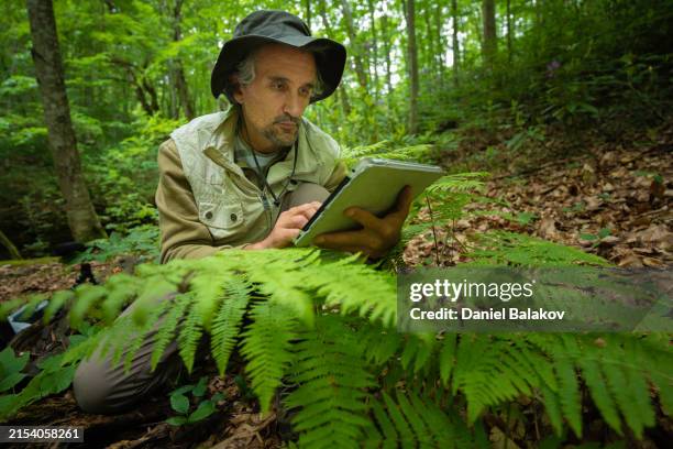 using mobile app in forest ecology fieldwork. ai in science. - biologist stock pictures, royalty-free photos & images