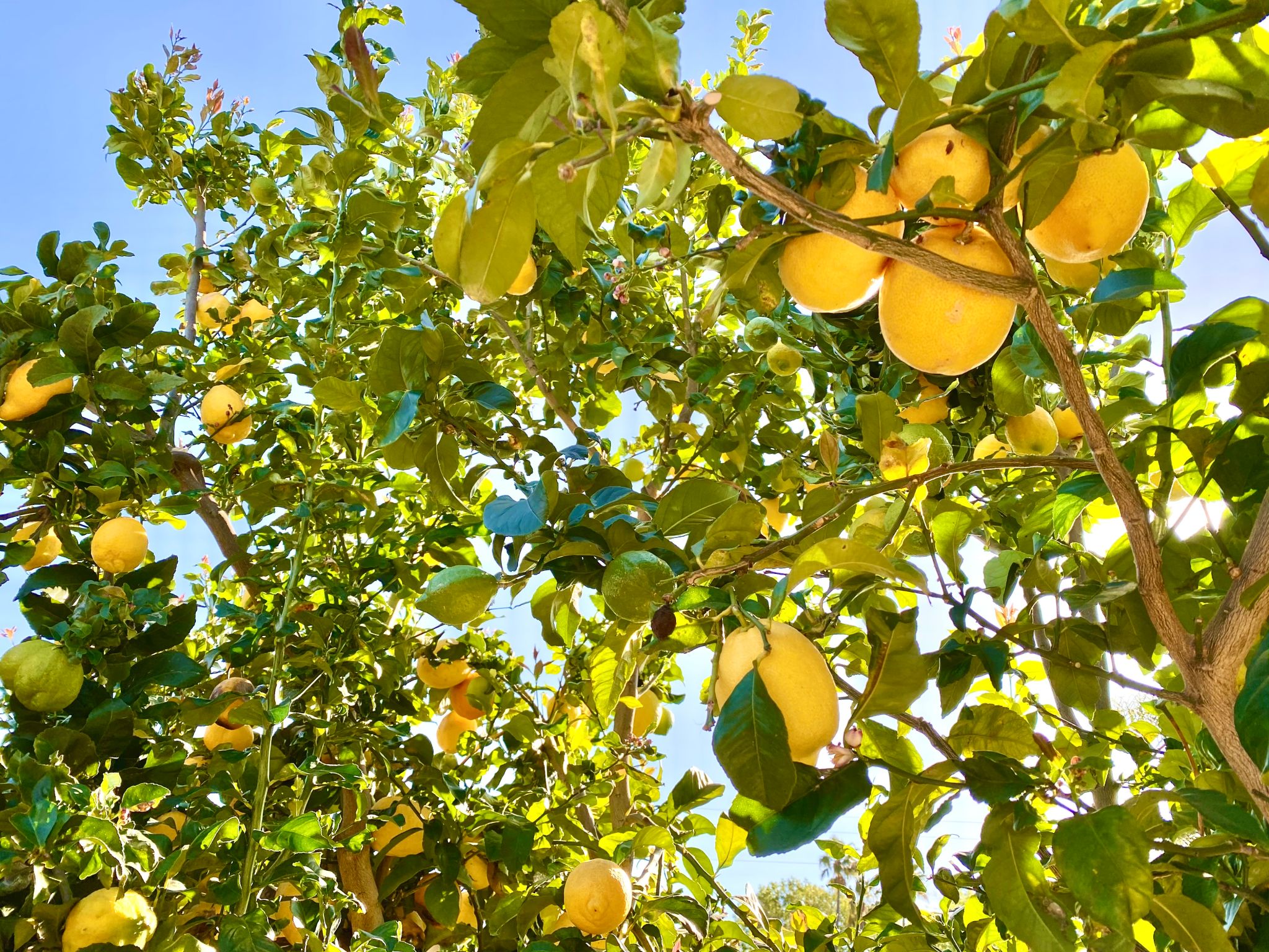 fruit trees