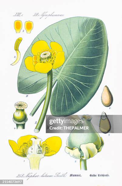 yellow water-lily chromolithograph 1886 - yellow water lily stock illustrations