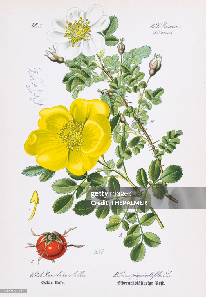 Lady Banks Rose und Burnet Rose Chromolithographie 1886