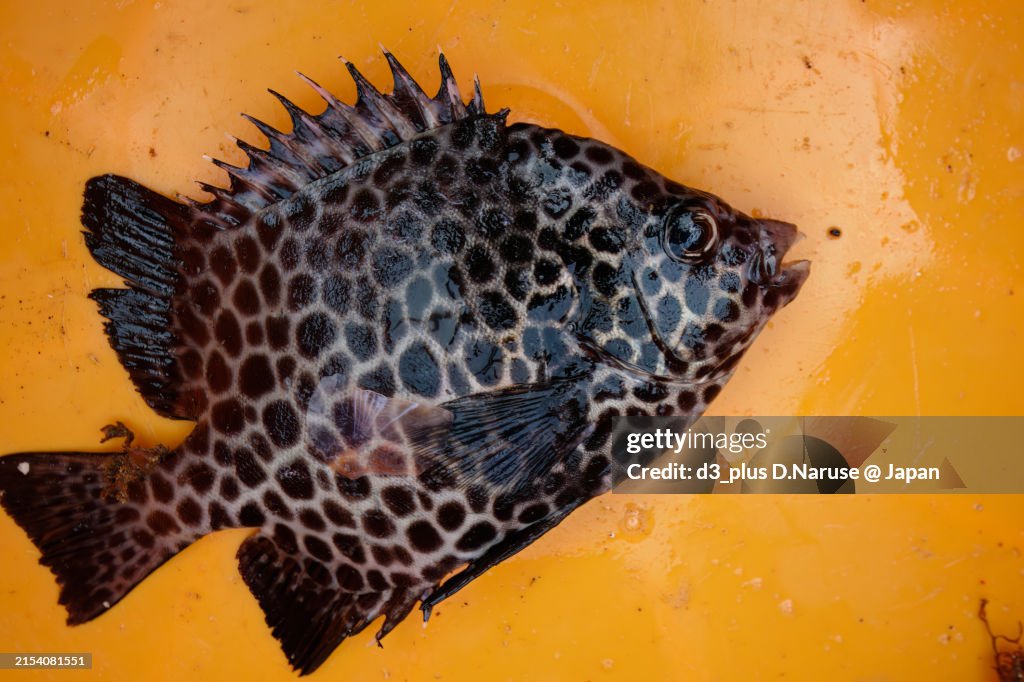 An outboard Spotted Knifejaw (Oplegnathus punctatus) caught in a lobster gill net fishery that landed the fish.
Hirizohama beach, by ferry from Nakagi, Minami-Izu-cho, Izu Peninsula, Shizuoka Prefecture, Japan. - October 30, 2022.