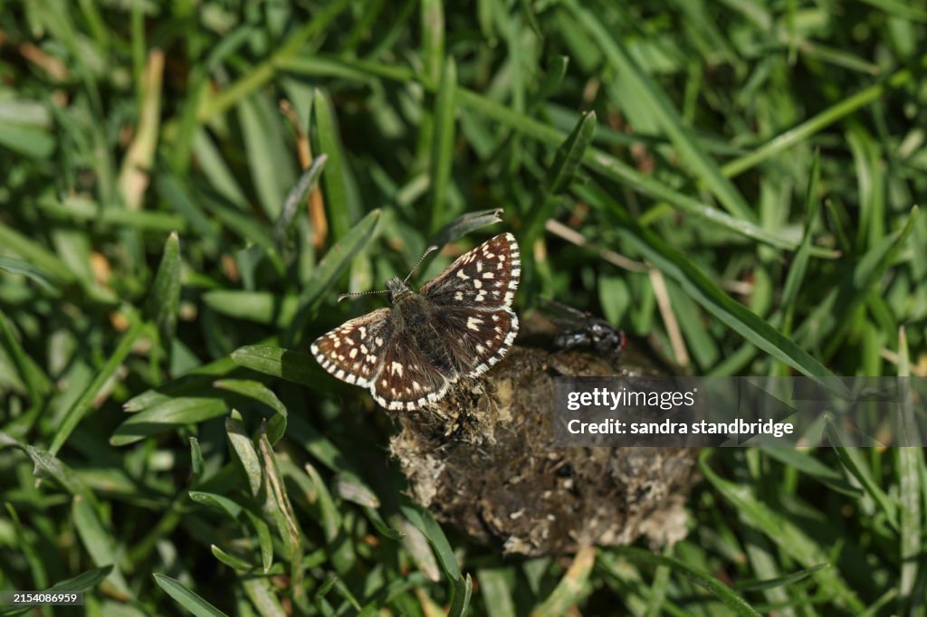 A rare Grizzled Skipper Butterfly, Pyrgus malvae, feeding on the minerals in animal dung.