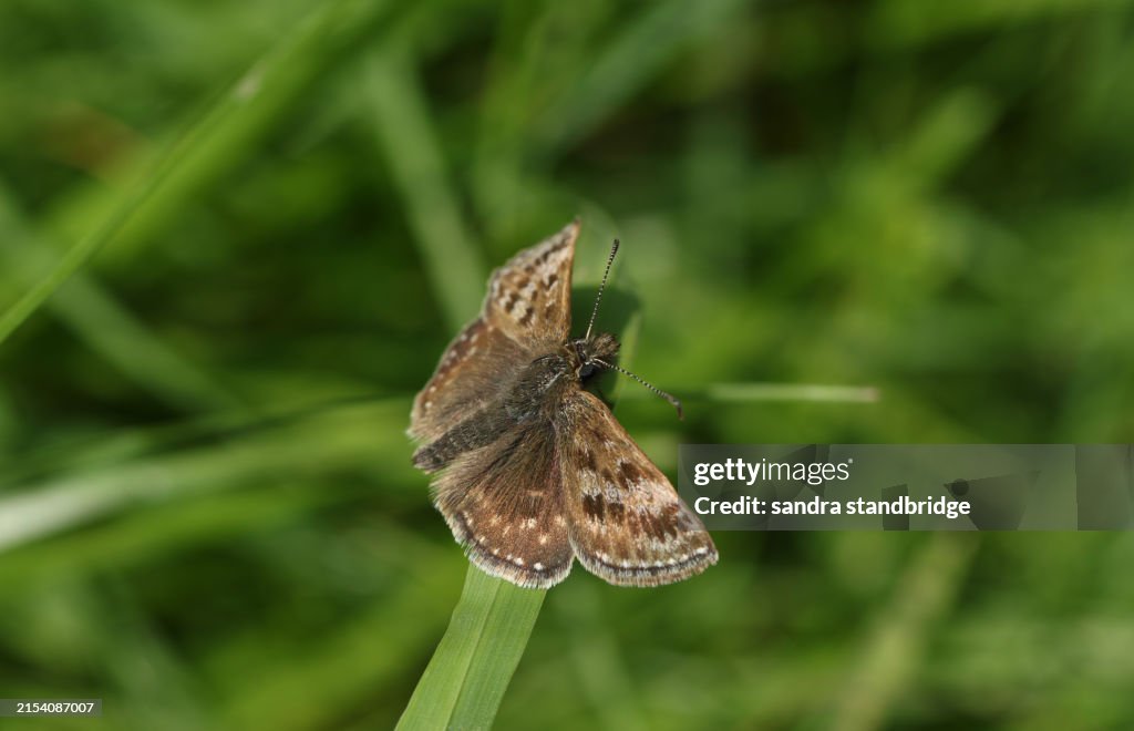 A pretty Dingy Skipper Butterfly, Erynnis tages, resting on a blade of grass in springtime.