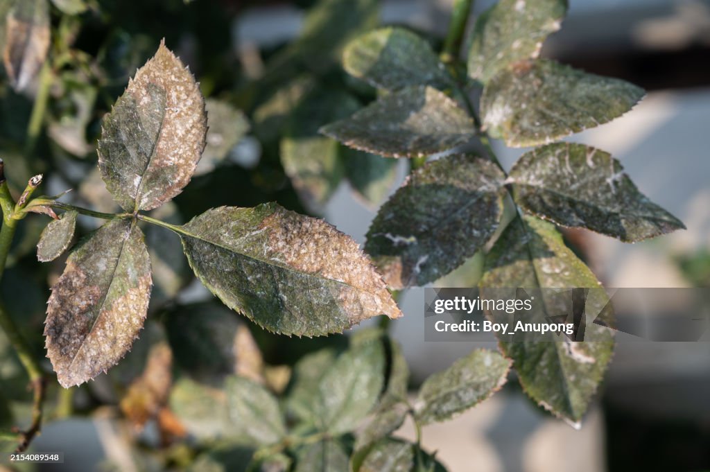 Close up of rose leaf having powdery mildew problem. This fungus is incredibly common and can be very destructive.