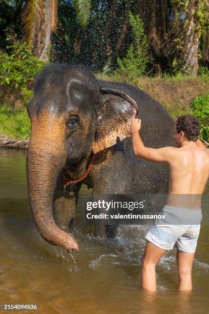 a large elephant standing in a river, a young male tourist helping the elephant with a mud bath. - elephants bathing stock pictures, royalty-free photos & images