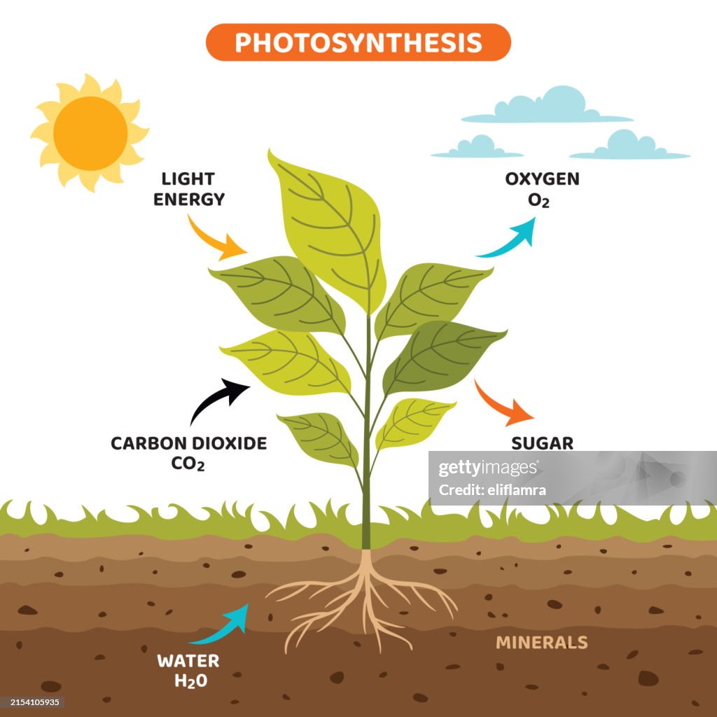 Photosynthesis Rp The Diagram Of Photosynthesis Process High-Res Vector Graphic - Getty ...