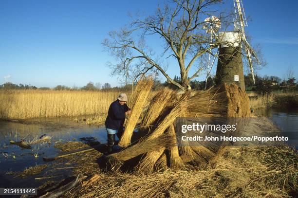 75,141 Reed Plants Stock Photos, High-Res Pictures, and Images - Getty ...