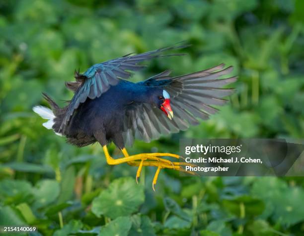 purple gallinule landing - american purple gallinule stock pictures, royalty-free photos & images