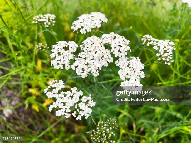 achillea-millefolium-plant-in-