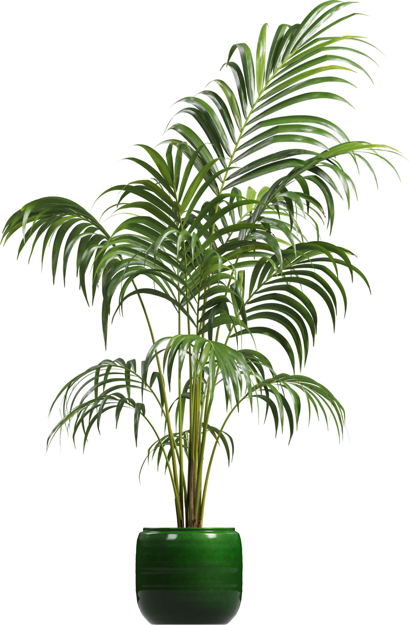 indoor plants