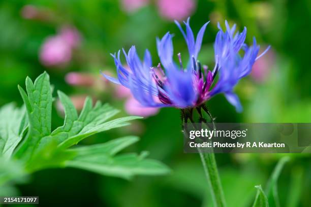 centaurea montana flower and green foliage - centaurea montana stock pictures, royalty-free photos & images