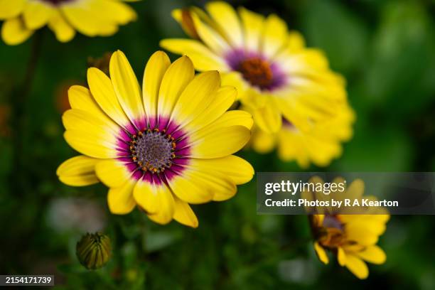 bright-yellow-osteospermum-