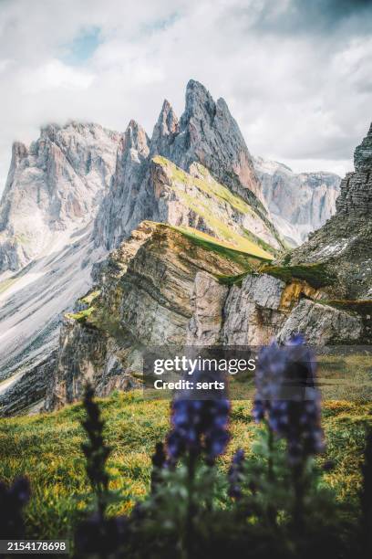 iconic landscape of seceda peaks in puez-odle national park and close up of a bush of purple wolfsbane flowers, dolomites, italy - parque natural puez odle fotografías e imágenes de stock