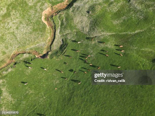 aerial shot of cows running on pasture - milk run stock pictures, royalty-free photos & images