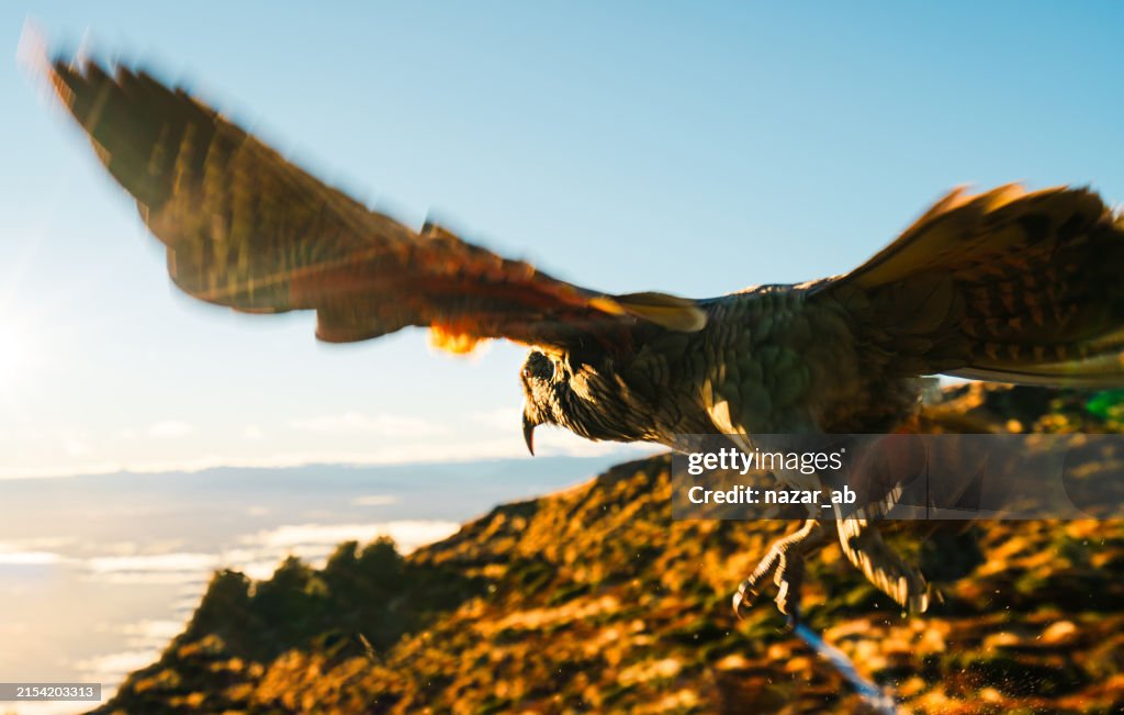 Kea taking a flight.