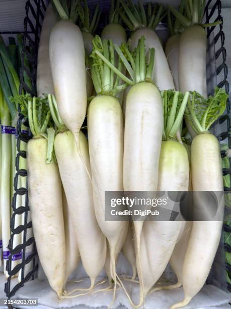 fresh daikon radishes at the market - rábano grande japonés fotografías e imágenes de stock