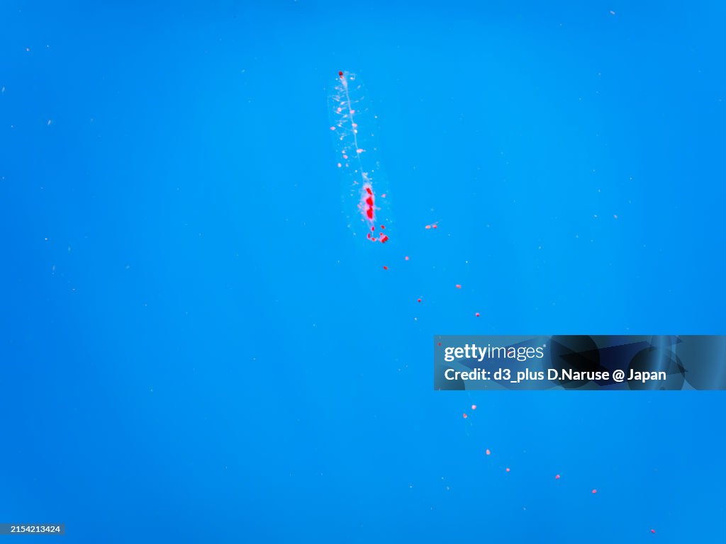 The mysterious Agalma jelly (Agalma okenii, Jellyfish) drifts on the surface of the water.
Hirizohama beach, by ferry from Nakagi, Minami-Izu-cho, Izu Peninsula, Shizuoka Prefecture, Japan. - summer, 2022.