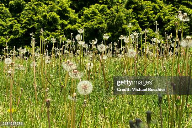May 02: Dandelion flowers grow in the grass of a backyard on May 02, 2024 in NORTH HALEDON, NJ.