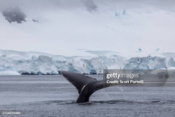 humpback whale tail fluke in antarctica - tail stock pictures, royalty-free photos & images