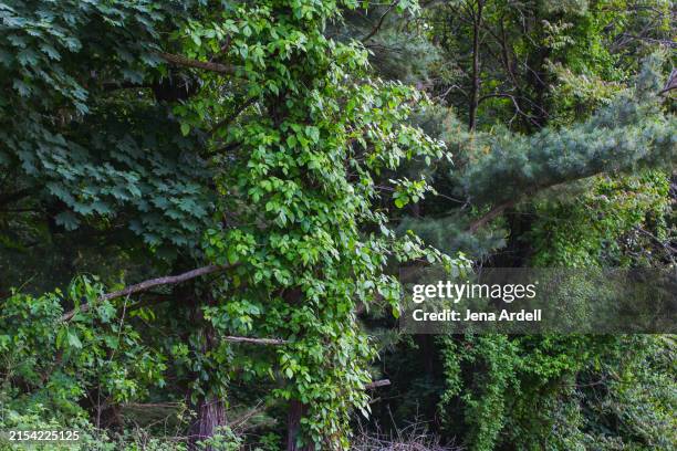 Native Vines Invasive Climbing Vines The Best Native Climbing Plants For Sydney