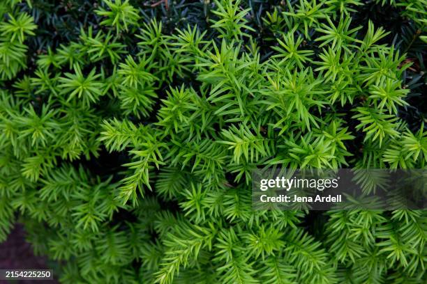 yew tree leaves, yew shrub background, yew hedge - tejo fotografías e imágenes de stock