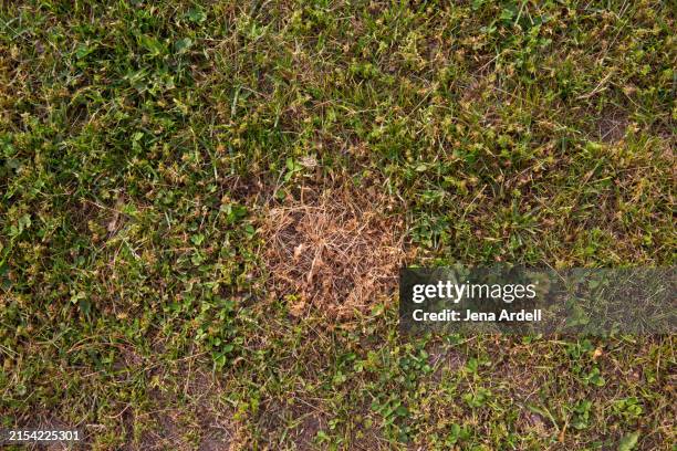 lawn problem, dead grass spot - dry grass stock pictures, royalty-free photos & images
