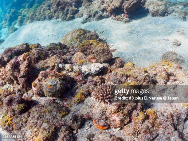 Ulae Fish 452 Lizard Fish Stock Photos, High-Res Pictures, and Images - Getty Images