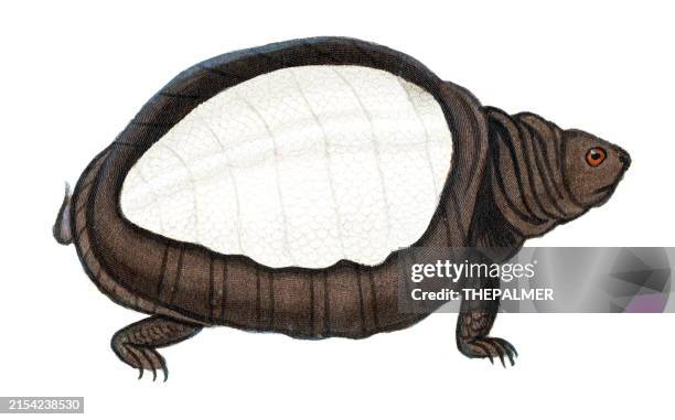 common snapping turtle - complete works of buffon 1830 - common snapping turtles stock illustrations