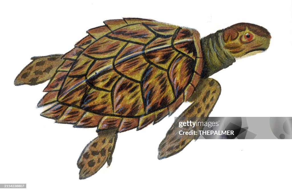 Loggerhead sea turtle - Complete works by Buffon 1830