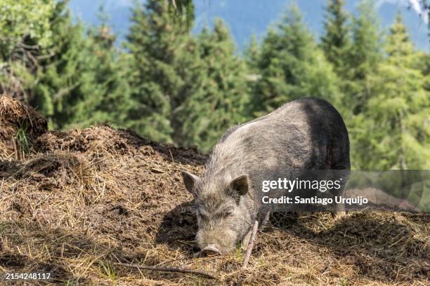 feral pig feeding - stray animal stock pictures, royalty-free photos & images