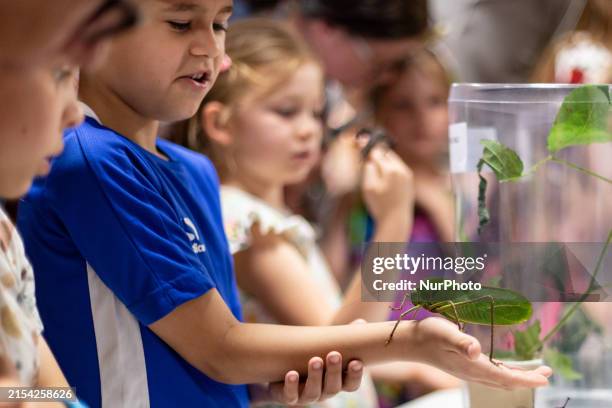 Gho Insect 2,027 Katydid Insect Stock Photos, High-Res Pictures, and Images ...