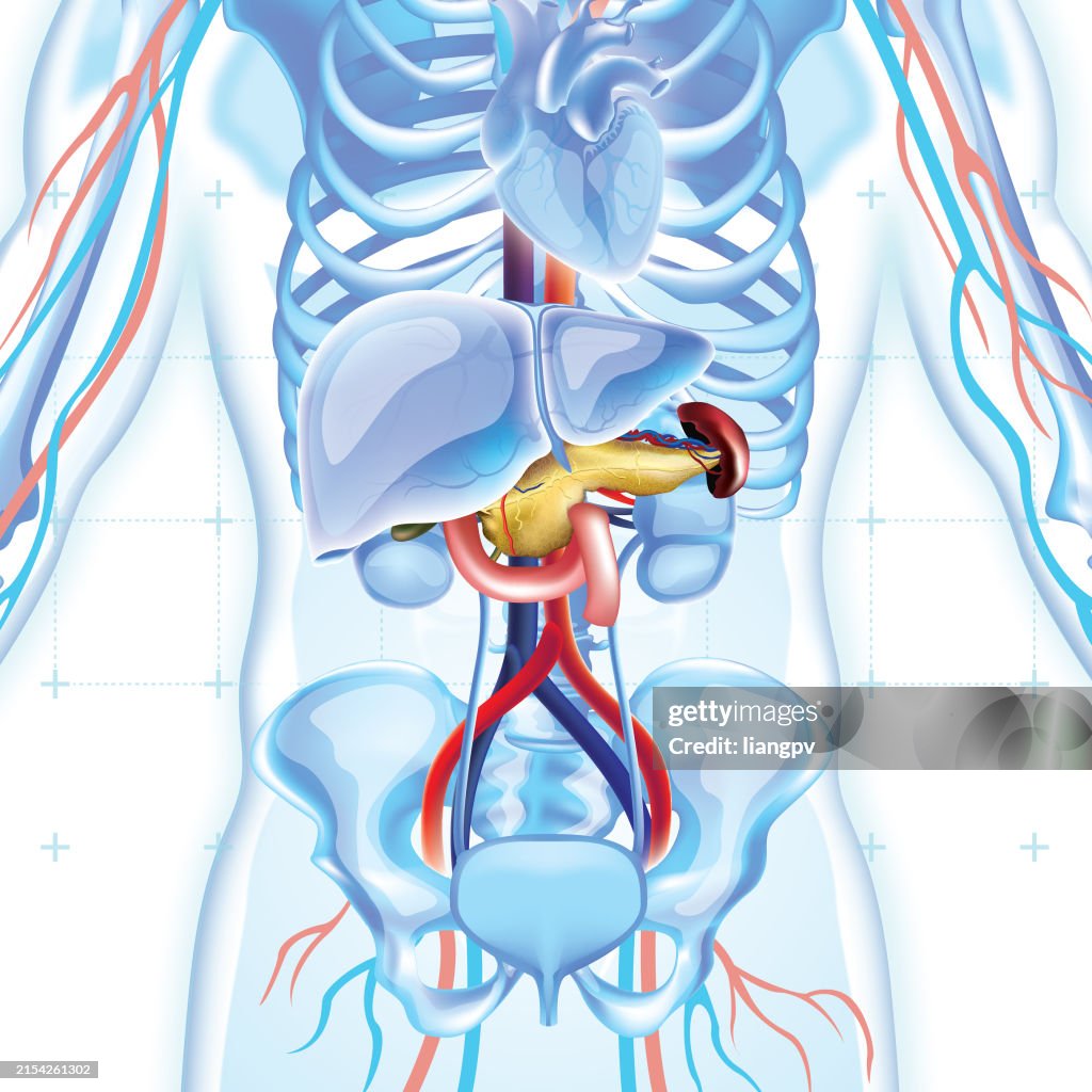 Human Pancreas High Biology Diagrams