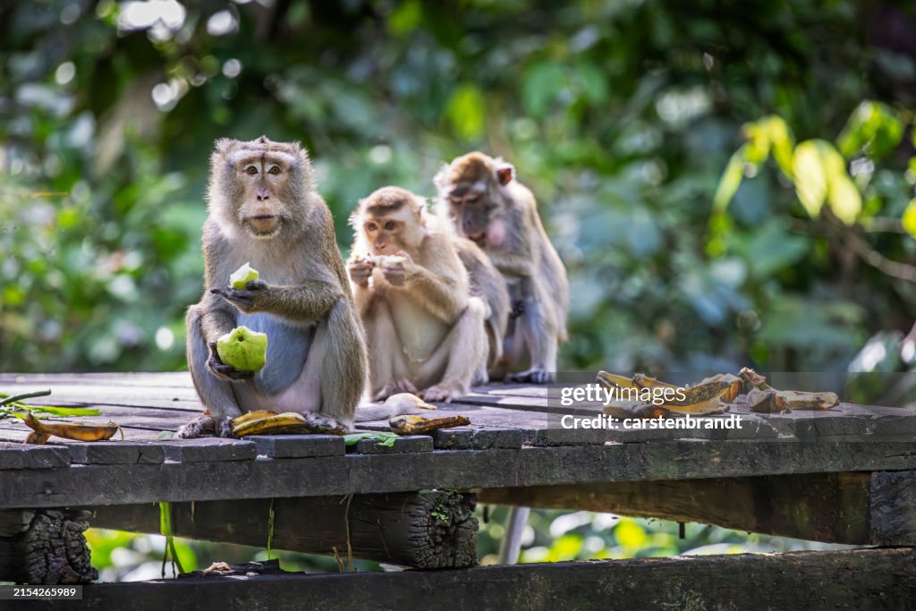 Three macaques monkeys eating