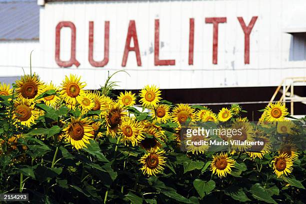 Grove of sunflowers bloom in front of the Quality Cotton Gin along "Sunflower Trail" July 11, 2003 in Belcher, Louisiana. The colorful patchs of...